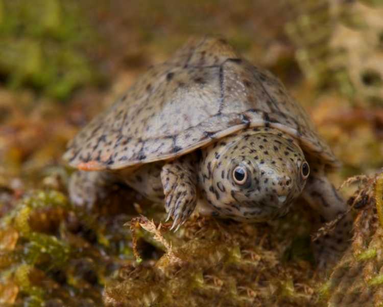 Razor-backed Musk Turtle - Juvenile